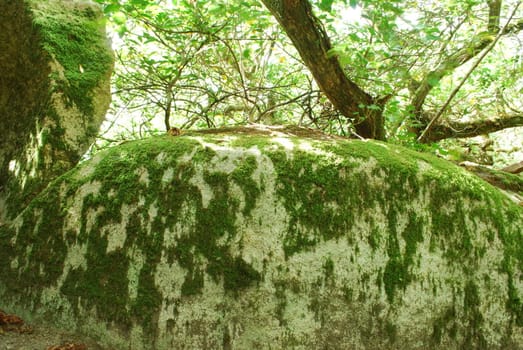 jungle scene with stones covered by moss