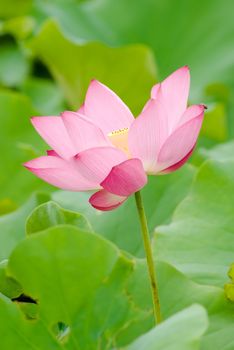 It is the beautiful lotus flower photo.