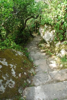 jungle stairs in a landscape full of stones covered by moss