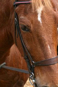 Close up of a brown farm horse with 