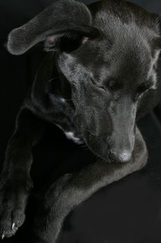 Big eyed, Mixed breed puppy with black coat