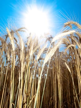 Golden wheat field in summer  against the sun