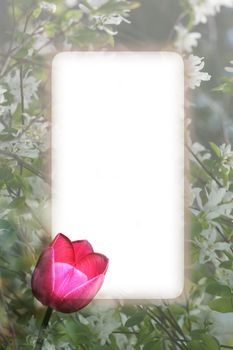 Bright pink tulip border against white blossoms