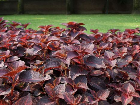 Coleus (Lamiaceae) plant aka Painted Nettle or Flame Nettle