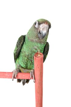 6 month old Jardine parrot on a white background 