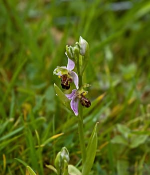Bee Orchid at Strumpshaw Fen, Norfolk