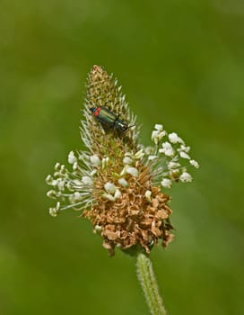 Beetle on Plantain Flower
