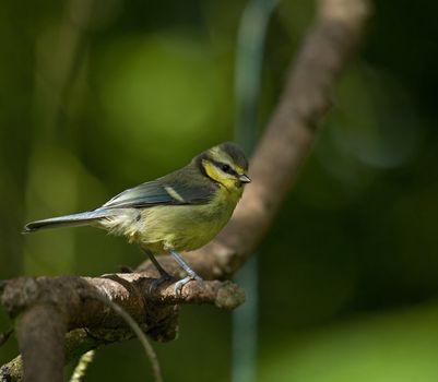 Blue Tit fledgling in dappled sunlight