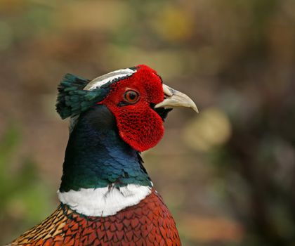 Common Pheasant close-up showing detail on plumage and wattle