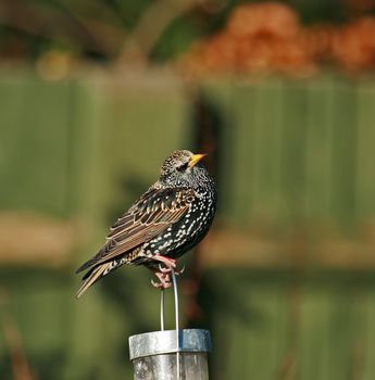 Adult Common Starling in sunlight with plumage showing colourful iridescence