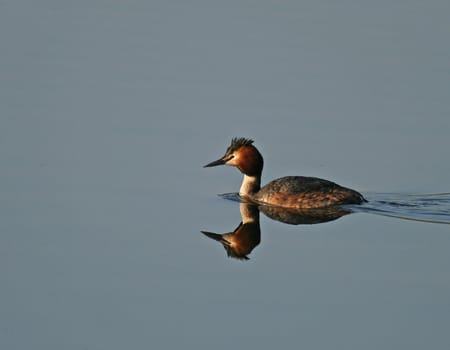 Great Crested Grebe reflection on lake with few ripples and surface like glass.