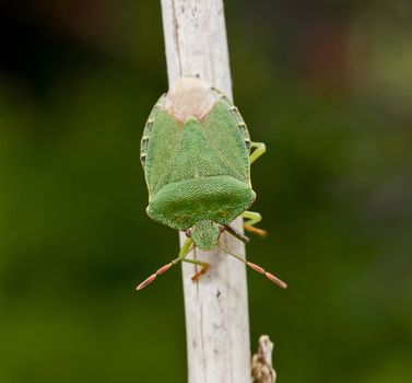 Macro of Adult Green Shield Bug on stalk