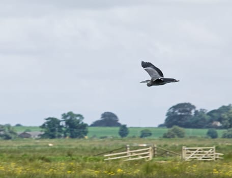 adult Grey Heron seen from Upton Fen in Norfolk, flying in to land.