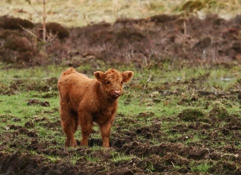 Highland calf in Cairngorms in Scotland