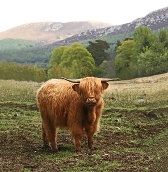 Highland Cow (female) in Cairngorms in Scotland