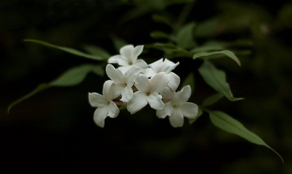 White Jasmine Blossom with foliage in natural light