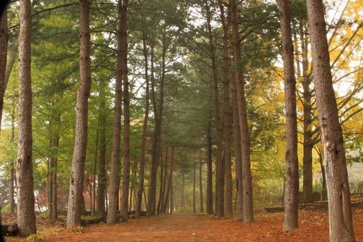 Pine Forest in the early morning with fog.