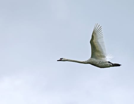 Immature Mute Swan flying with blue sky and cloud background