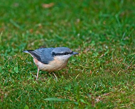 Eurasian Nuthatch on ground looking for seed