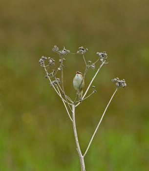 Sedge Warbler singing whilst perched on dry stalk. Showing red inside mouth.