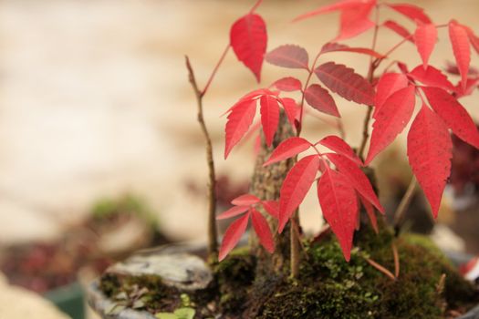 Maple tree Bonsai showing the fall colors