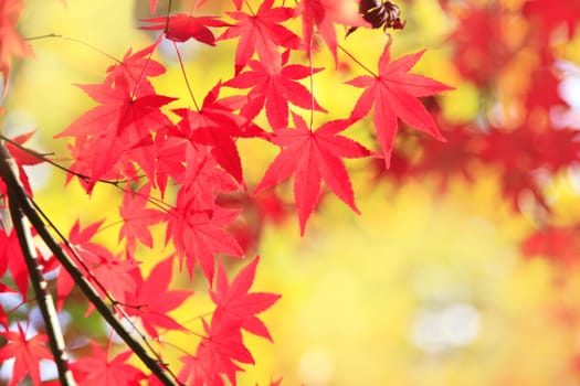 sun shining through colorful maple leaves shot from below