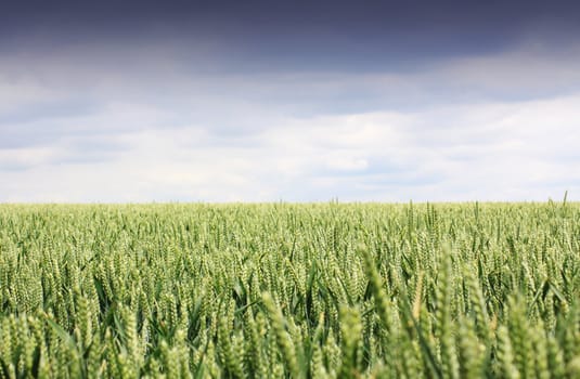 A landscape format image of a green wheat field set against a stormy sky background.
