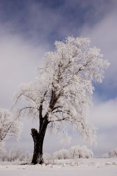 winter hoar and big tree on sky background