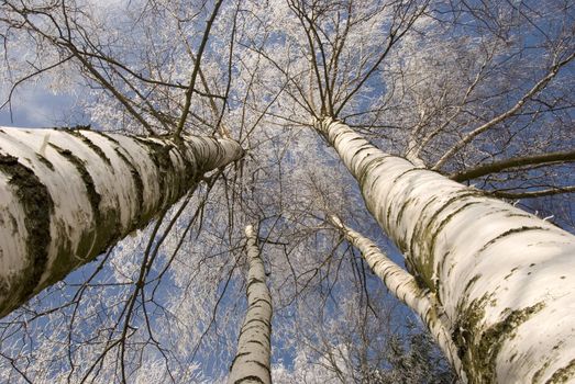 winter birches in white rime on sky background horizontal picture