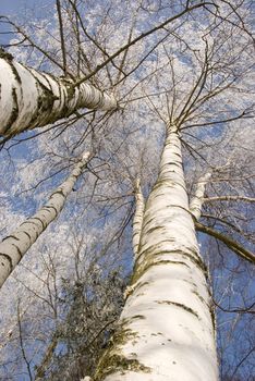 winter birches in white rime on sky background vertical picture