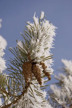 pine branch with three cones in rime and sky background