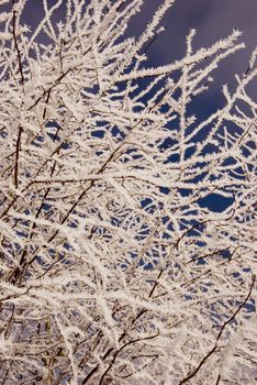 winter tree branches with white rime and sky background