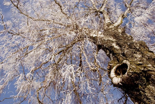 old big birch in white hoar and sky background