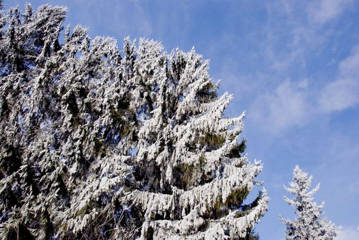 big firs in snow and hoar on sky background