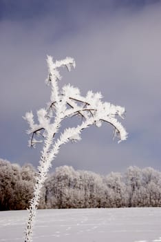 winter landscape with hoar plant and sky