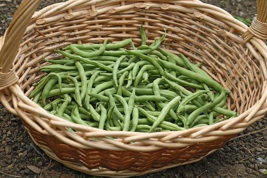 string beans in a wicker basket outdoor