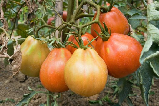 a group of ripe tomato in a biological cultivation