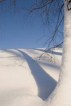 winter tree and shadow on snow