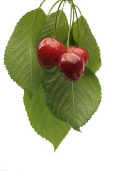isolated from cherries
