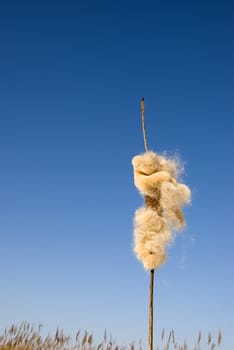 cats-tail Typha angustifolia spadix in winter season