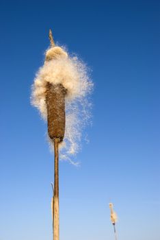 two cats-tail Typha angustifolia spadix in winter season