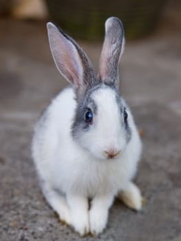 black and white coloured  rabbit eating coconut