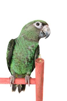 6 month old Jardine parrot on a white background 