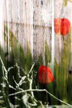 Abstract spring background with red tulips