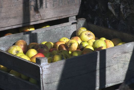 Crates of apples, in bright dappled sunlight with strong shadows, stacked against an old flint stone wall.