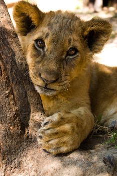 a 3 month old lion cub look curiously at the camera