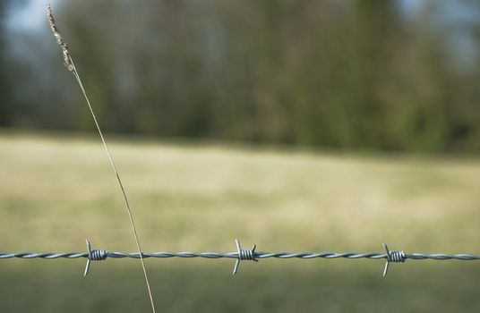A strand of barbed wire focused in foreground with a long grass stem growing through the barrier.  Soft-focus background of grass and trees with small amounts of blue sky breaking through the foliage.