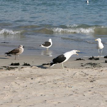 Seagulls standing on the beach, one calling out