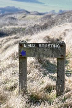 A sign in a conservation area, stating that birds are roosting, with an arrow directing walkers away from the path.  Dry grass in the foreground, with green grass and sheep in soft focus in the background.