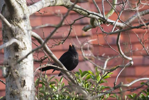 A blackbird sitting in a silver birch tree in the month of March with red roof tiles of a house in the background.